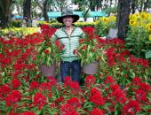 http://goctinmoi.com/nhon-nhip-mua-ban-hoa-tet-75754.html