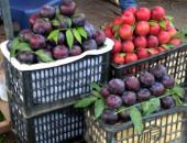 Cứ tưởng vớ được mận Sa Pa giá rẻ, hóa ra 'rước' phải mận Tàu Cứ tưởng vớ được mận Sa Pa giá rẻ, hóa ra 'rước' phải mận Tàu