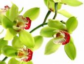 8 năm nuôi dưỡng, 5 năm đợi nở hoa: Đau tim với giò phong lan 4,5 tỷ 8 năm nuôi dưỡng, 5 năm đợi nở hoa: Đau tim với giò phong lan 4,5 tỷ