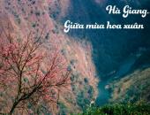 Đến Hà Giang mùa xuân, ngẩn ngơ nhìn đá nở hoa Đến Hà Giang mùa xuân, ngẩn ngơ nhìn đá nở hoa