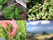 Tứ đại đặc sản được xem như 'thần dược trường thọ” trên đất Việt Tứ đại đặc sản được xem như 'thần dược trường thọ” trên đất Việt