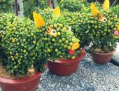 Quất kiểng hình heo, rồng, hươu,...rầm rộ 'đổ bộ' vào chưng Tết 2019 Quất kiểng hình heo, rồng, hươu,...rầm rộ 'đổ bộ' vào chưng Tết 2019