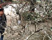 Cành hoa mận rừng trắng muốt độc nhất phố hoa Tết Hà Thành Cành hoa mận rừng trắng muốt độc nhất phố hoa Tết Hà Thành