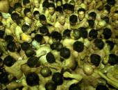 10 nghìn thanh niên cởi trần lao vào nhau tìm 'gậy thánh' trong lễ hội cầu may tại Nhật Bản 10 nghìn thanh niên cởi trần lao vào nhau tìm 'gậy thánh' trong lễ hội cầu may tại Nhật Bản