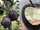 Giới nhiều tiền chi nửa triệu bạc mua một trái táo 'đen như than' Giới nhiều tiền chi nửa triệu bạc mua một trái táo 'đen như than'