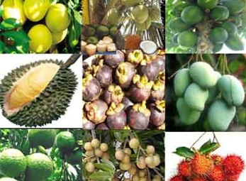 Hoa quả miền Nam “thống trị” Hà Nội