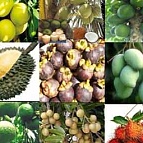 Hoa quả miền Nam “thống trị” Hà Nội