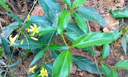 Cứu sống người phụ nữ ăn lá ngón vì giận chồng Cứu sống người phụ nữ ăn lá ngón vì giận chồng