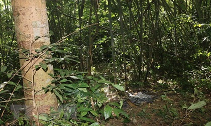 Bình Phước: Nam thanh niên tử vong nghi do trúng đạn khi đi săn Bình Phước: Nam thanh niên tử vong nghi do trúng đạn khi đi săn