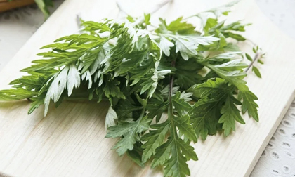 Những người không nên ăn rau ngải cứu