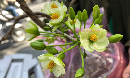 Hoa mai xanh, loại hoa độc lạ, hiếm có khó tìm đang được chị em ráo riết săn lùng cho Tết này