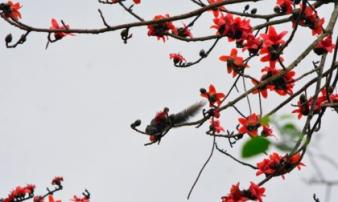 Ngắm hoa gạo đỏ rực trong rừng Cúc Phương Ngắm hoa gạo đỏ rực trong rừng Cúc Phương