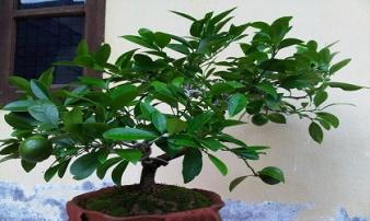 Rước tài lộc, xua đuổi sát khí trong nhà khi trồng cây này Rước tài lộc, xua đuổi sát khí trong nhà khi trồng cây này