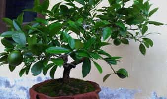 Đây chính là những loại cây sinh tài lộc mà gia đình nào cũng nên trồng ngay để phát tài Đây chính là những loại cây sinh tài lộc mà gia đình nào cũng nên trồng ngay để phát tài