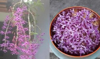 Ghen tức vì chồng mê hoa hơn mình, cô vợ vặt trụi chậu phong lan bạc triệu của chồng làm... nước tắm Ghen tức vì chồng mê hoa hơn mình, cô vợ vặt trụi chậu phong lan bạc triệu của chồng làm... nước tắm