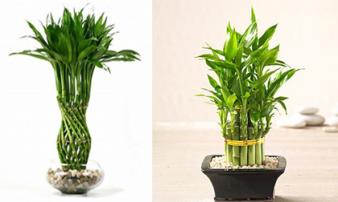 Đặt cây phất dụ ở vị trí này tài lộc, may mắn thi nhau kéo vào nhà bạn Đặt cây phất dụ ở vị trí này tài lộc, may mắn thi nhau kéo vào nhà bạn