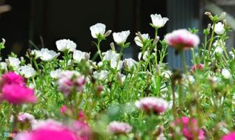 Đường hoa mười giờ độc đáo nhất Hà Nội Đường hoa mười giờ độc đáo nhất Hà Nội