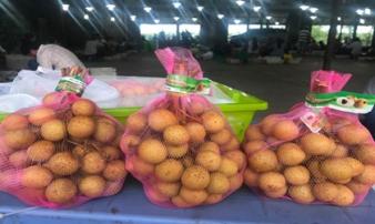 Nhãn khủng Tây Bắc bất ngờ xuất khẩu sang Mỹ Nhãn khủng Tây Bắc bất ngờ xuất khẩu sang Mỹ