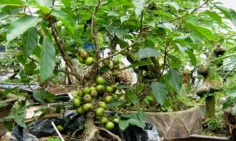 Loại cây trồng trong nhà giúp trừ tà khí, xua đuổi vận đen, tài lộc kéo đến Loại cây trồng trong nhà giúp trừ tà khí, xua đuổi vận đen, tài lộc kéo đến