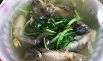 Chồng thèm ăn canh cá rô nấu rau cải, vợ tức tốc nấu như này, bạn có dám ăn không? Chồng thèm ăn canh cá rô nấu rau cải, vợ tức tốc nấu như này, bạn có dám ăn không?