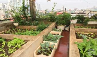 Khu vườn sân thượng vỏn vẹn 27m² ngập tràn rau, trái cây và hoa của bà mẹ hai con ở Hà Nội Khu vườn sân thượng vỏn vẹn 27m² ngập tràn rau, trái cây và hoa của bà mẹ hai con ở Hà Nội