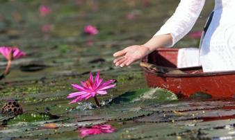 Ngược dòng Yến Vĩ ngắm hoa súng nhuộm tím một góc trời Ngược dòng Yến Vĩ ngắm hoa súng nhuộm tím một góc trời