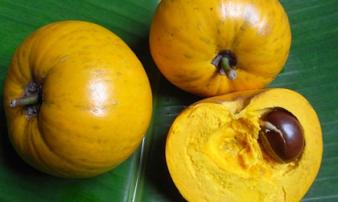Loại quả người Việt để rụng đầy gốc, ở nước ngoài có giá 1.5triệu/kg Loại quả người Việt để rụng đầy gốc, ở nước ngoài có giá 1.5triệu/kg