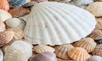 99% người ăn các loại sò đều bỏ đi bộ phận có tác dụng chữa bệnh tuyệt diệu này 99% người ăn các loại sò đều bỏ đi bộ phận có tác dụng chữa bệnh tuyệt diệu này