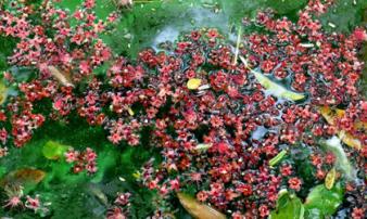 Hoa lộc vừng nở, rụng trải thảm mặt hồ Gươm Hoa lộc vừng nở, rụng trải thảm mặt hồ Gươm