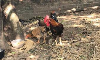 Vụ anh đập chết em trai và hàng xóm vì 2 con gà: Nghi phạm có biểu hiện tâm thần gần 30 năm nay Vụ anh đập chết em trai và hàng xóm vì 2 con gà: Nghi phạm có biểu hiện tâm thần gần 30 năm nay