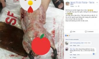 Nàng dâu làm thịt con ngan nặng từ 4kg xuống còn 2kg, không những sạch lông mà da cũng chẳng còn khiến hội chị em xôn xao Nàng dâu làm thịt con ngan nặng từ 4kg xuống còn 2kg, không những sạch lông mà da cũng chẳng còn khiến hội chị em xôn xao