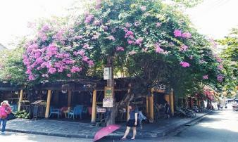 Phố cổ Hội An đẹp thơ mộng trong mùa hoa giấy khoe sắc Phố cổ Hội An đẹp thơ mộng trong mùa hoa giấy khoe sắc