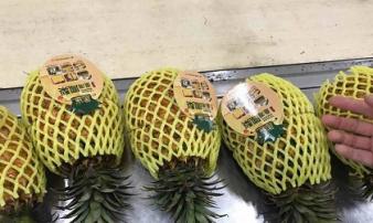 Dứa nhập khẩu 300.000 một trái, dứa nội 3.000 đồng một kg Dứa nhập khẩu 300.000 một trái, dứa nội 3.000 đồng một kg
