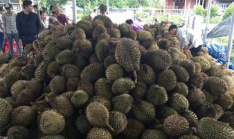 Chuyện lạ: Sầu riêng 19.000 đồng/kg, dân ùn ùn kéo đến ăn thả ga Chuyện lạ: Sầu riêng 19.000 đồng/kg, dân ùn ùn kéo đến ăn thả ga