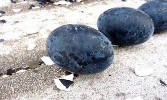 Trứng gà đen như cục than: 1 triệu đồng/quả Trứng gà đen như cục than: 1 triệu đồng/quả