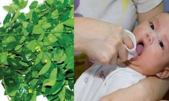 Rau ngót - Cây rau, cây thuốc quý Rau ngót - Cây rau, cây thuốc quý