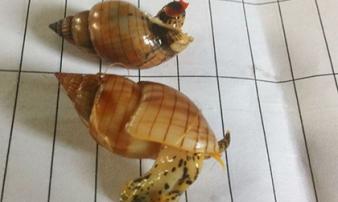 Xác định chất độc từ ốc biển khiến cô giáo ở Bình Định tử vong Xác định chất độc từ ốc biển khiến cô giáo ở Bình Định tử vong