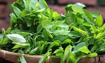 Rau ngót - 'thần dược' trị nhiều bệnh không phải ai cũng biết Rau ngót - 'thần dược' trị nhiều bệnh không phải ai cũng biết