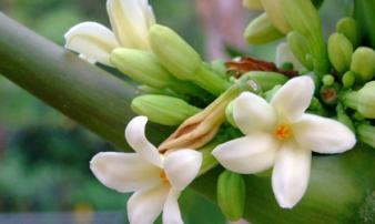 Thần dược giúp ngừa ung thư cực hiệu quả kiếm đâu cũng có nhưng nhiều người đang ném bỏ Thần dược giúp ngừa ung thư cực hiệu quả kiếm đâu cũng có nhưng nhiều người đang ném bỏ