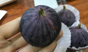 Cùng là quả sung: Nơi cho không ai lấy, nơi bán cả triệu đồng/kg Cùng là quả sung: Nơi cho không ai lấy, nơi bán cả triệu đồng/kg