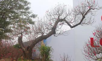 Đào rừng thân mục giá hơn trăm triệu hút khách Đào rừng thân mục giá hơn trăm triệu hút khách