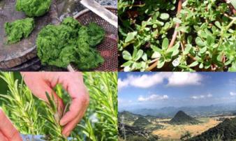 Tứ đại đặc sản được xem như 'thần dược trường thọ” trên đất Việt Tứ đại đặc sản được xem như 'thần dược trường thọ” trên đất Việt