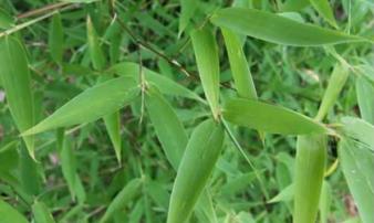 Loại lá tưởng chẳng thề nào ăn, uống được lại là 'thần dược' chữa bệnh Loại lá tưởng chẳng thề nào ăn, uống được lại là 'thần dược' chữa bệnh