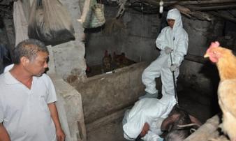 Ứng phó dịch tả lợn châu Phi: Chặn dịch xuyên đêm, không ngày nghỉ Ứng phó dịch tả lợn châu Phi: Chặn dịch xuyên đêm, không ngày nghỉ