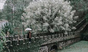 Có một 'Vạn Lý Trường Thành' thu nhỏ ngay giữa lòng Đà Lạt Có một 'Vạn Lý Trường Thành' thu nhỏ ngay giữa lòng Đà Lạt