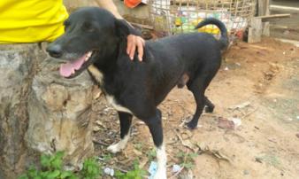 Chú chó 3 chân thành anh hùng khi cứu bé sơ sinh bị mẹ teen chôn Chú chó 3 chân thành anh hùng khi cứu bé sơ sinh bị mẹ teen chôn