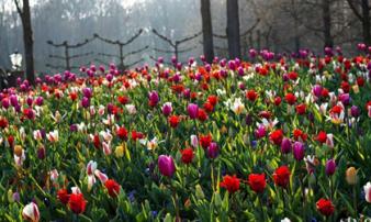 Vẻ đẹp mê hoặc của “khu vườn cổ tích” Keukenhof tại Hà Lan Vẻ đẹp mê hoặc của “khu vườn cổ tích” Keukenhof tại Hà Lan