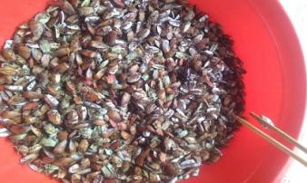 Loài vật hôi hám bỗng lên “cơn sốt”, giá nửa triệu 1kg vẫn cháy hàng Loài vật hôi hám bỗng lên “cơn sốt”, giá nửa triệu 1kg vẫn cháy hàng