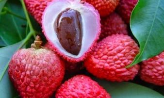 Đến 99% người Việt khi ăn vải đều bỏ đi phần tốt như thần dược Đến 99% người Việt khi ăn vải đều bỏ đi phần tốt như thần dược