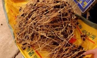 Thứ rễ cây tưởng không ăn được nhưng quý như nhân sâm Thứ rễ cây tưởng không ăn được nhưng quý như nhân sâm